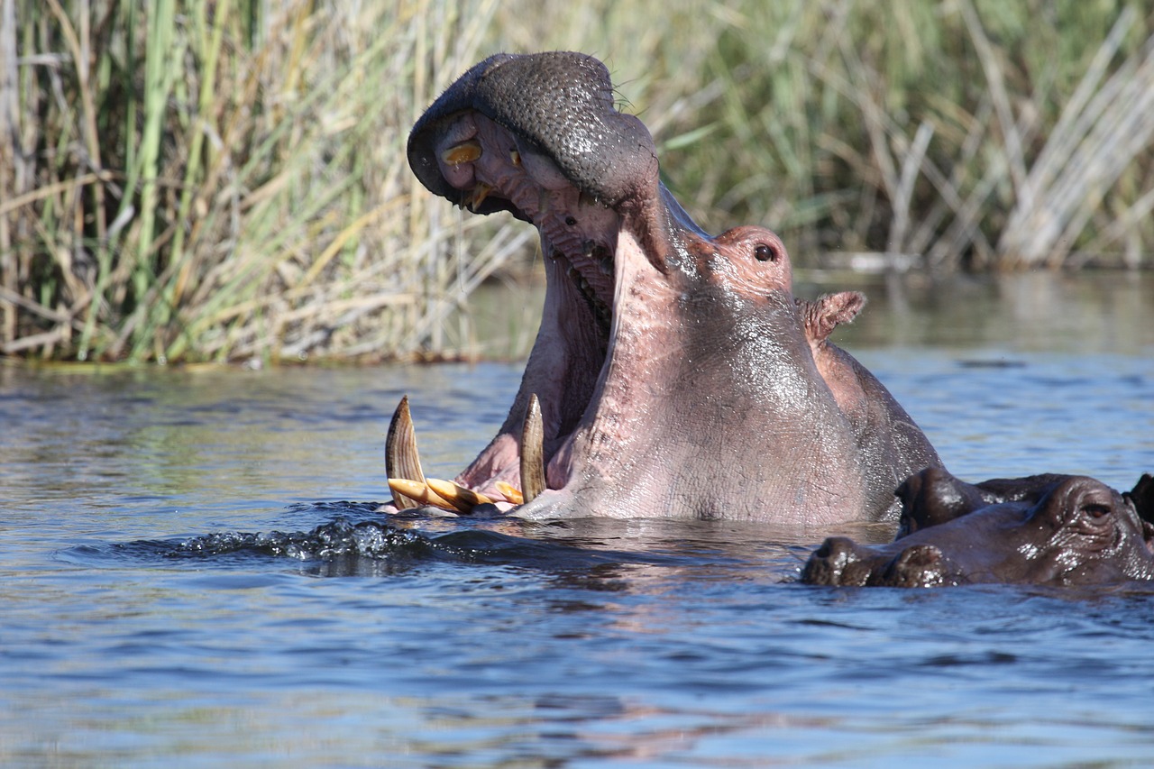 hippo wild animals water free photo