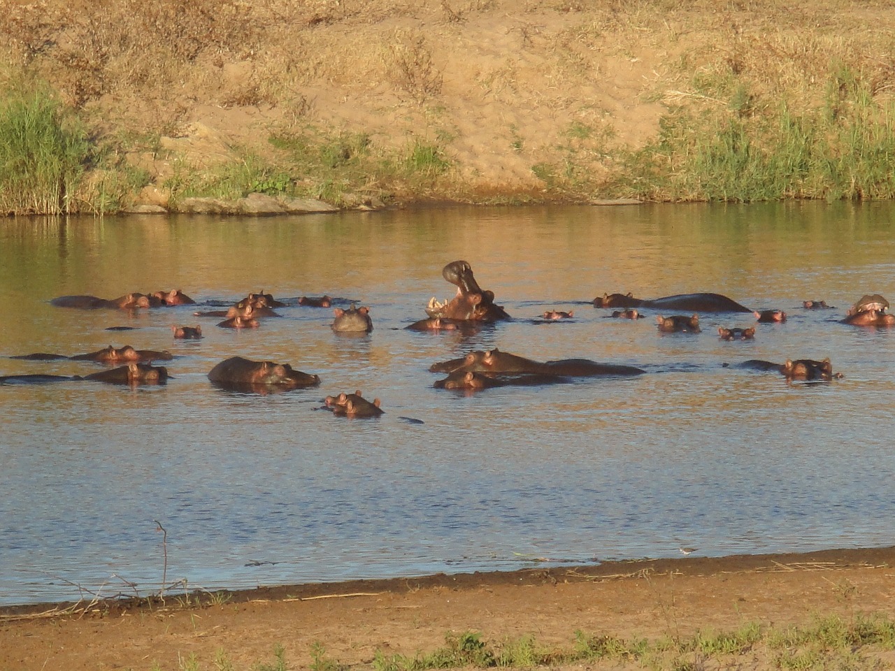 hippo hippopotamus water free photo