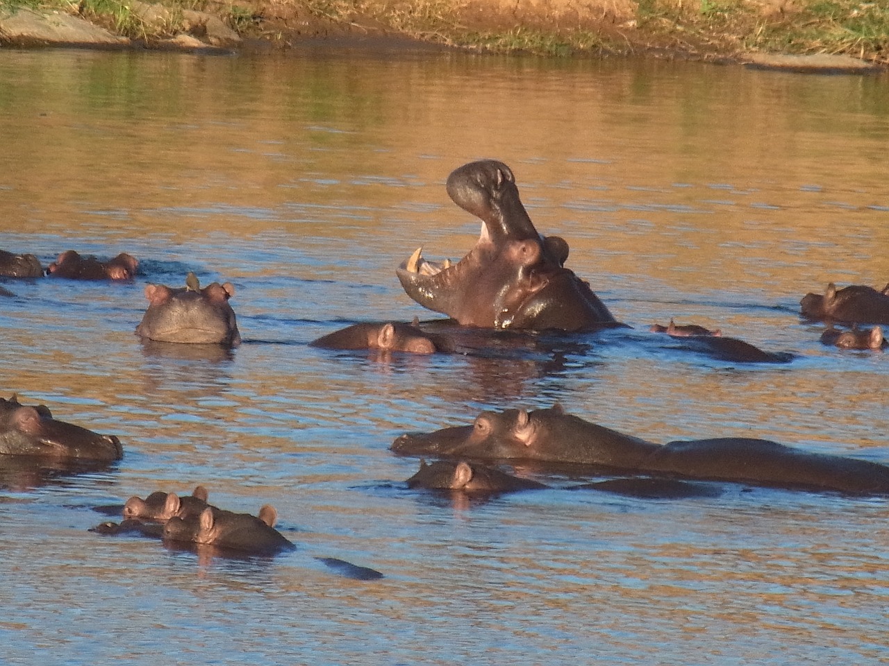 hippo hippopotamus water free photo
