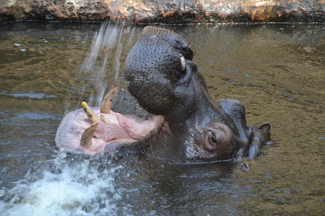 hippo hippopotamus herbivores free photo