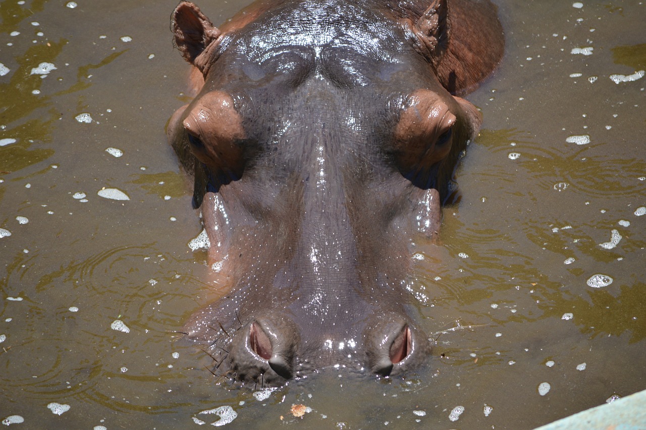hippo animal zoo free photo