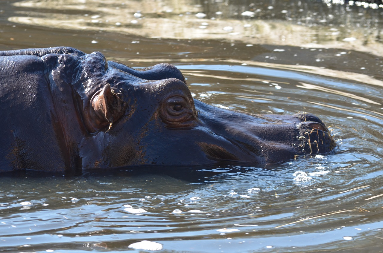 hippo zoo animal free photo