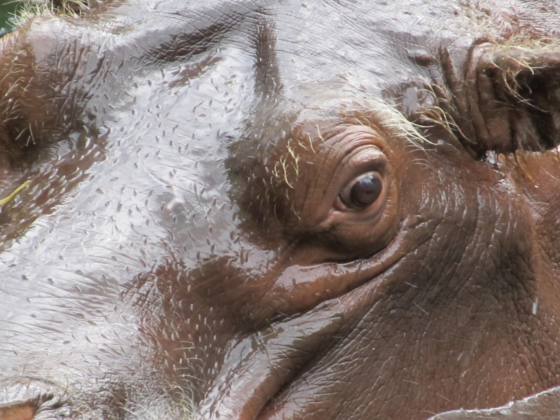 hippopotamus hippo eye free photo