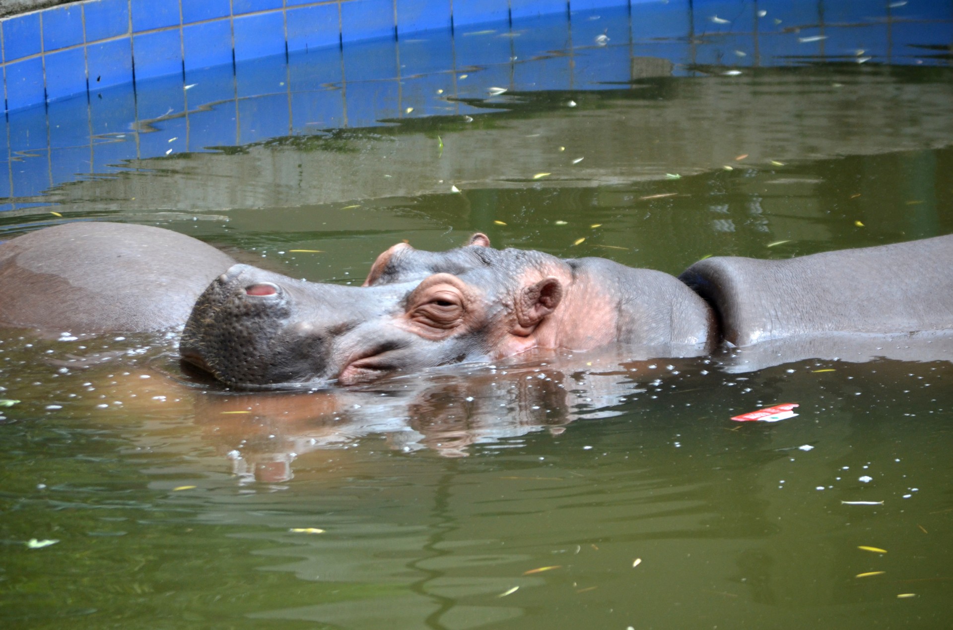 animals zoo hippopotamus free photo