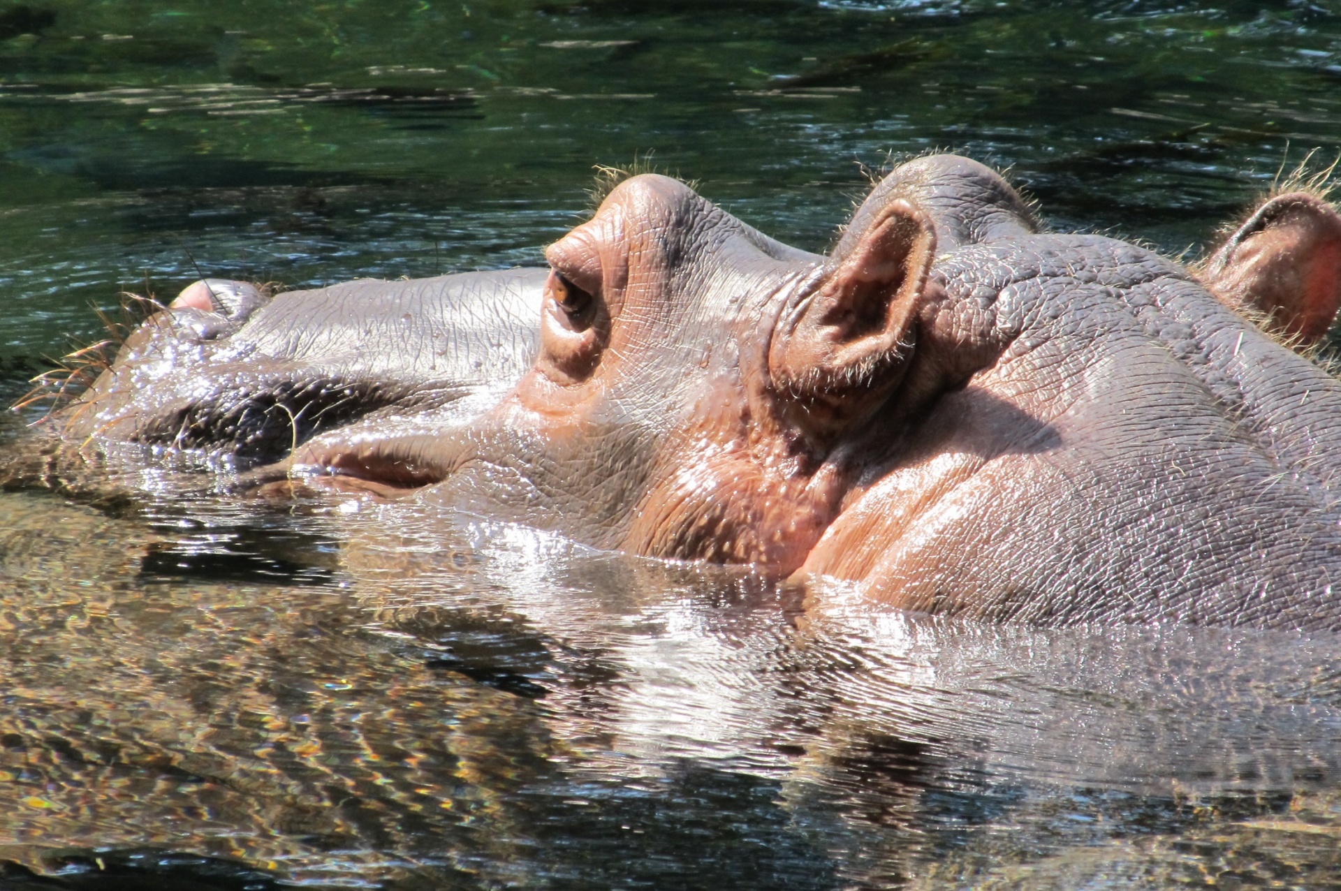 hippopotamus hippo portrait free photo