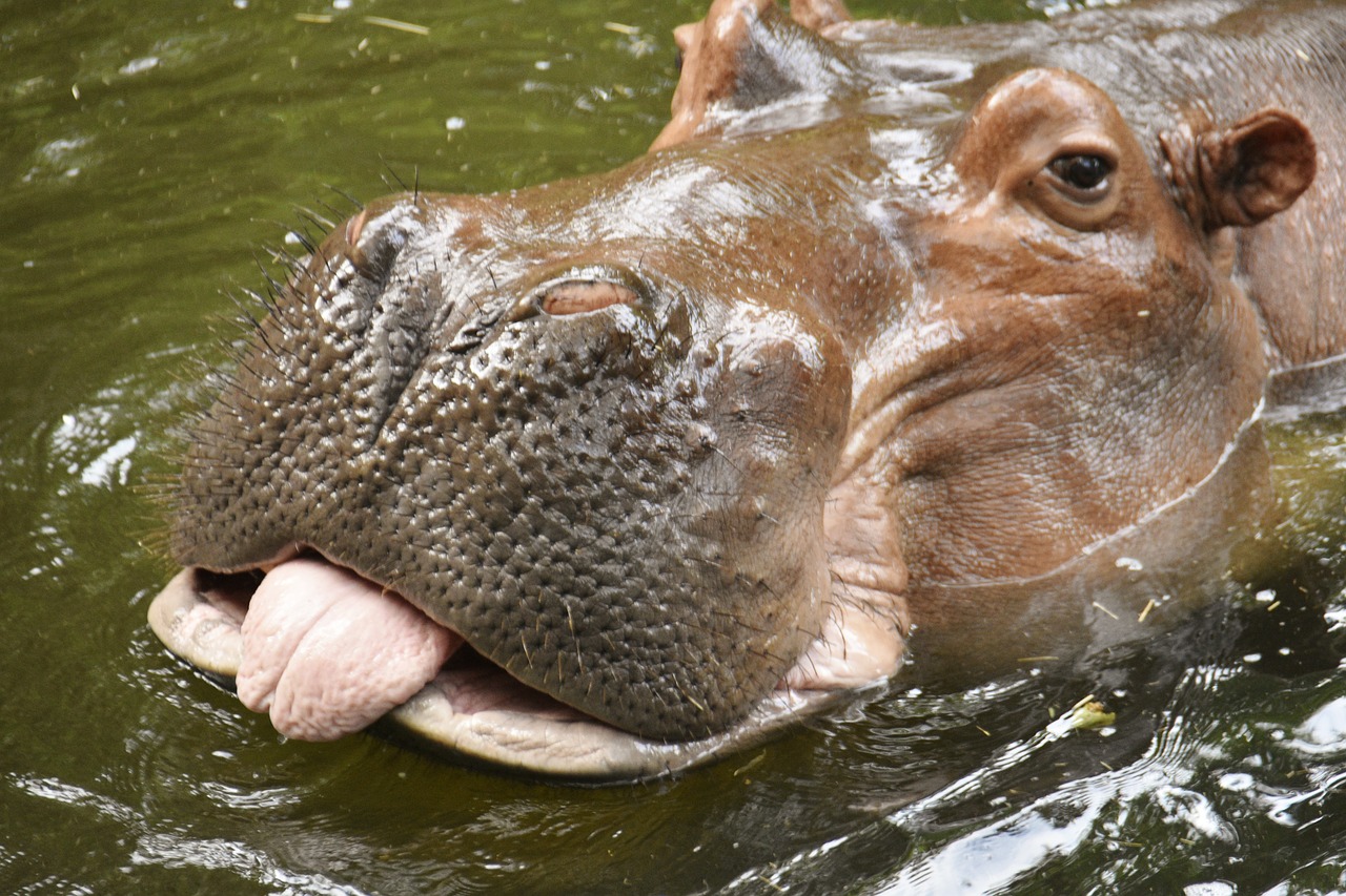 hippo with tongue stuck out  hippopotamus  hippo free photo