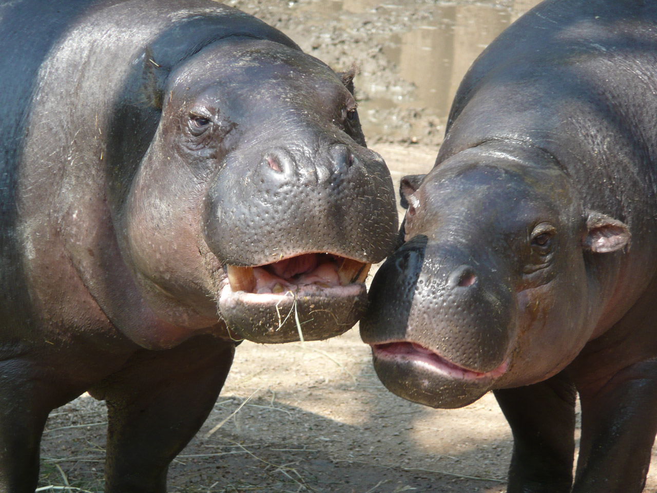 hippo zoo hippo free photo