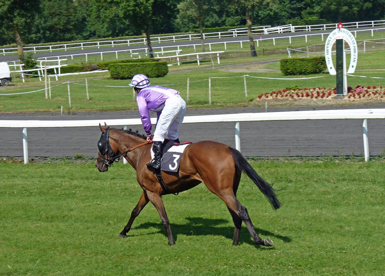 hippodrome horses racing free photo