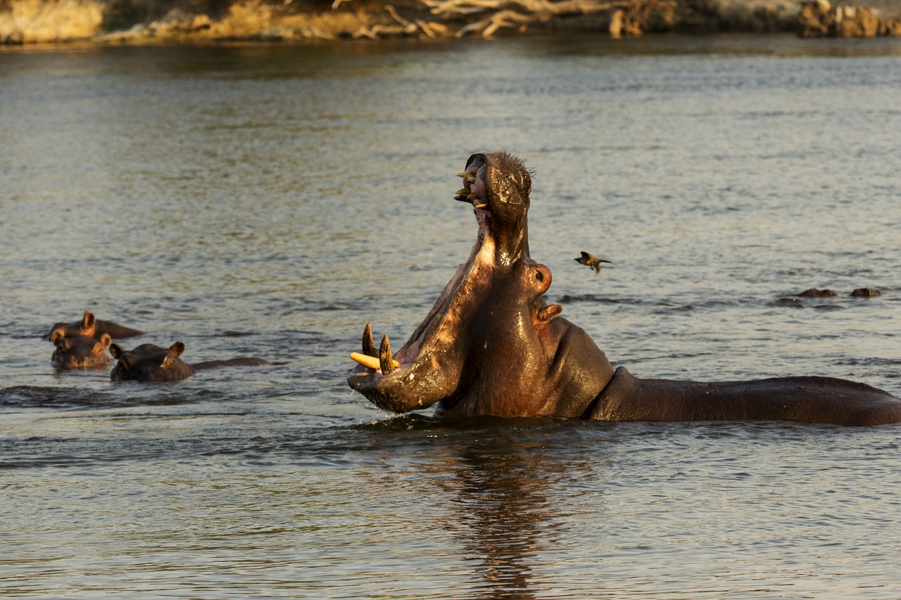 hippopotamus hippo animal free photo