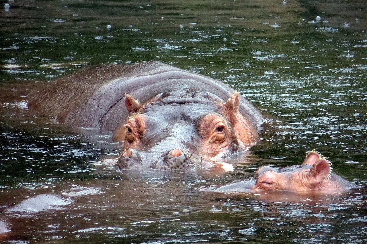 hippopotamus hippo baby free photo