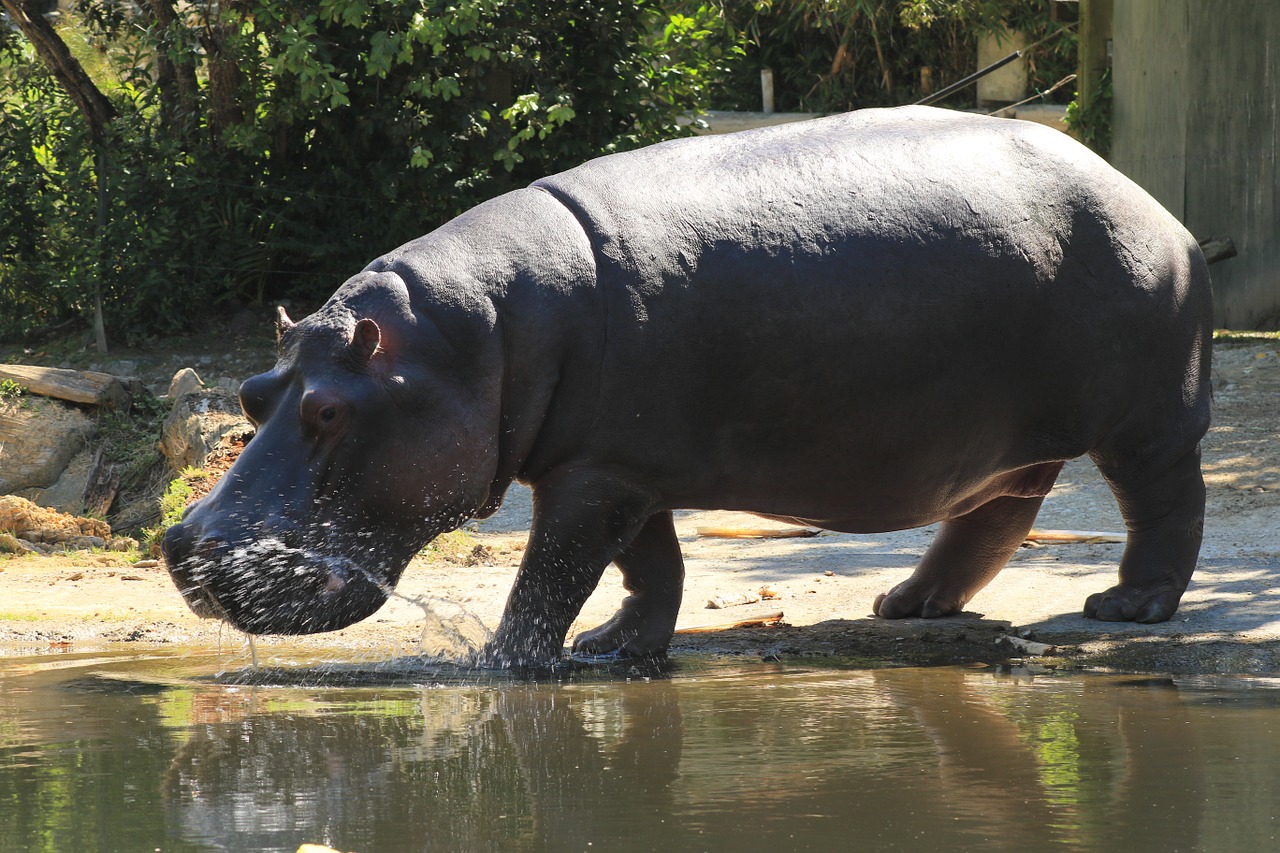 hippopotamus animal wild free photo