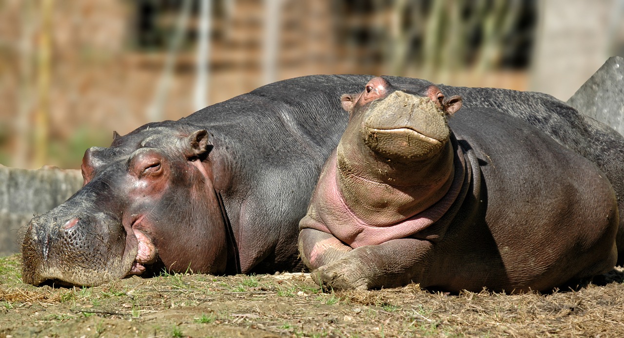 hippopotamus baby mother free photo