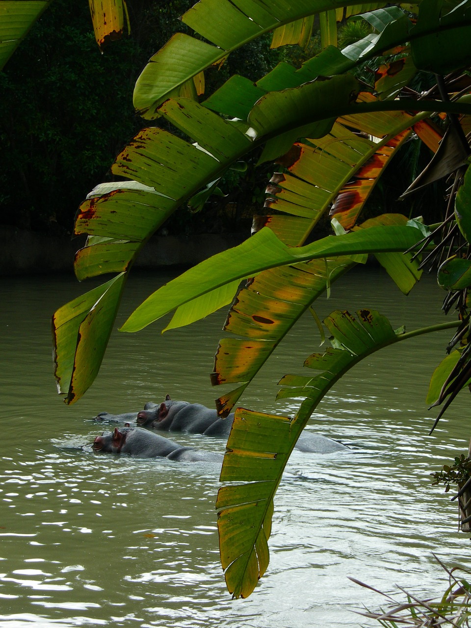 hippopotamus hippos swimming free photo
