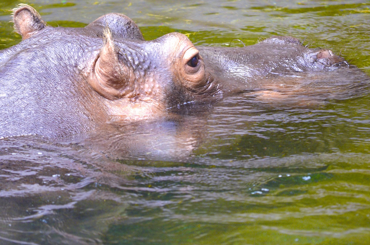 hippopotamus hippo dangerous free photo