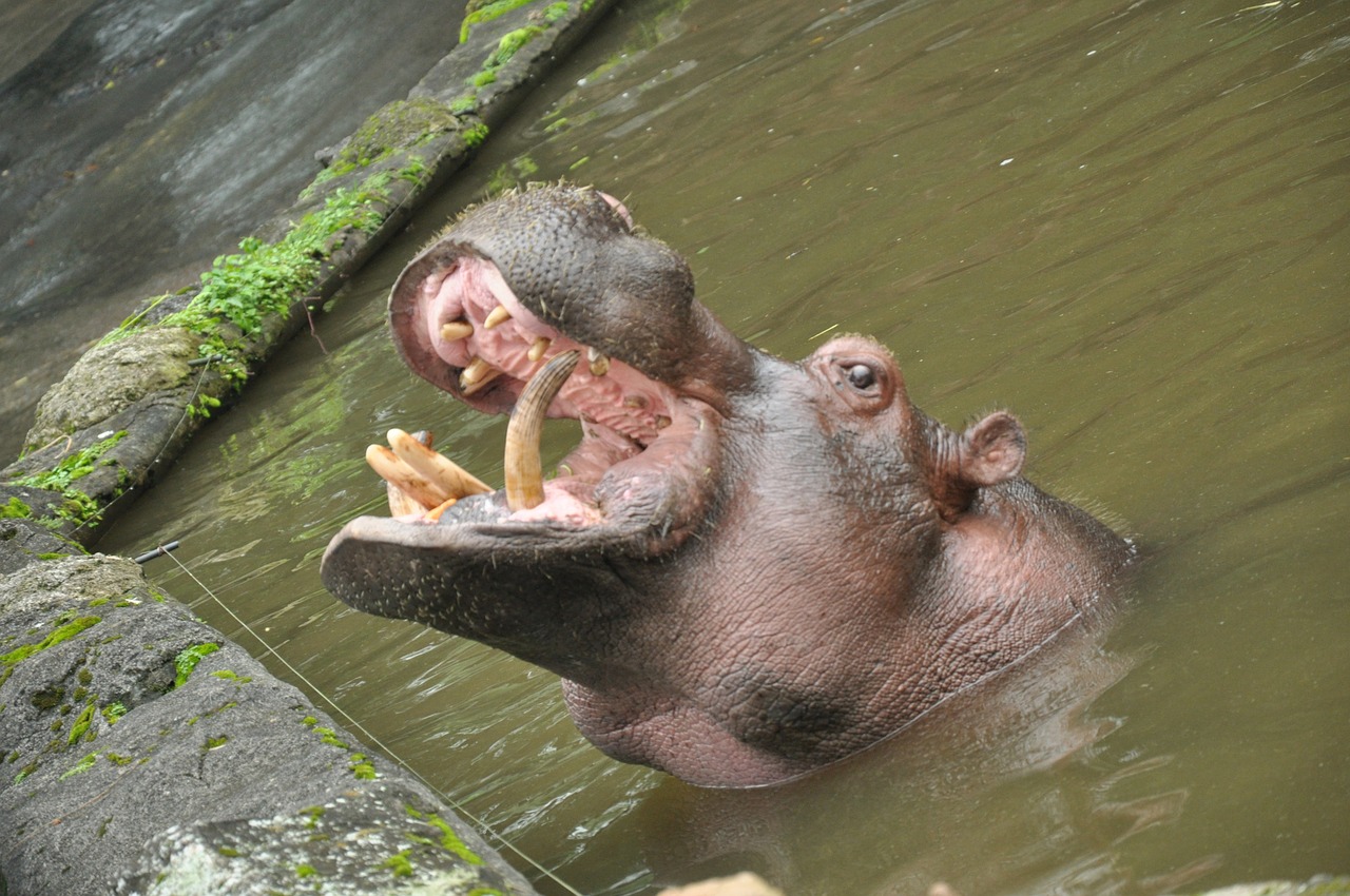 hippopotamus amphibius hippo free photo