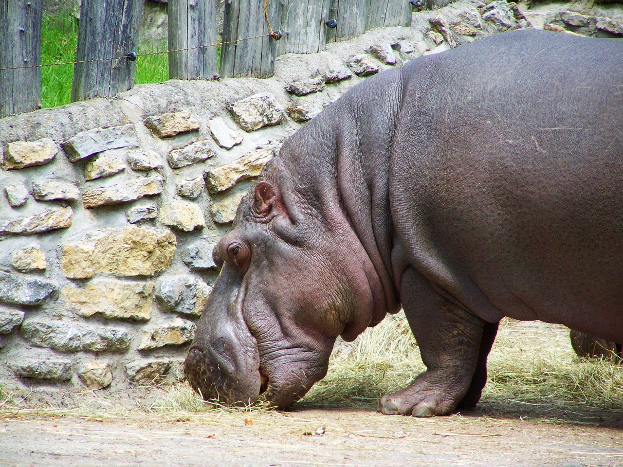 hippopotamus mammal african animals free photo