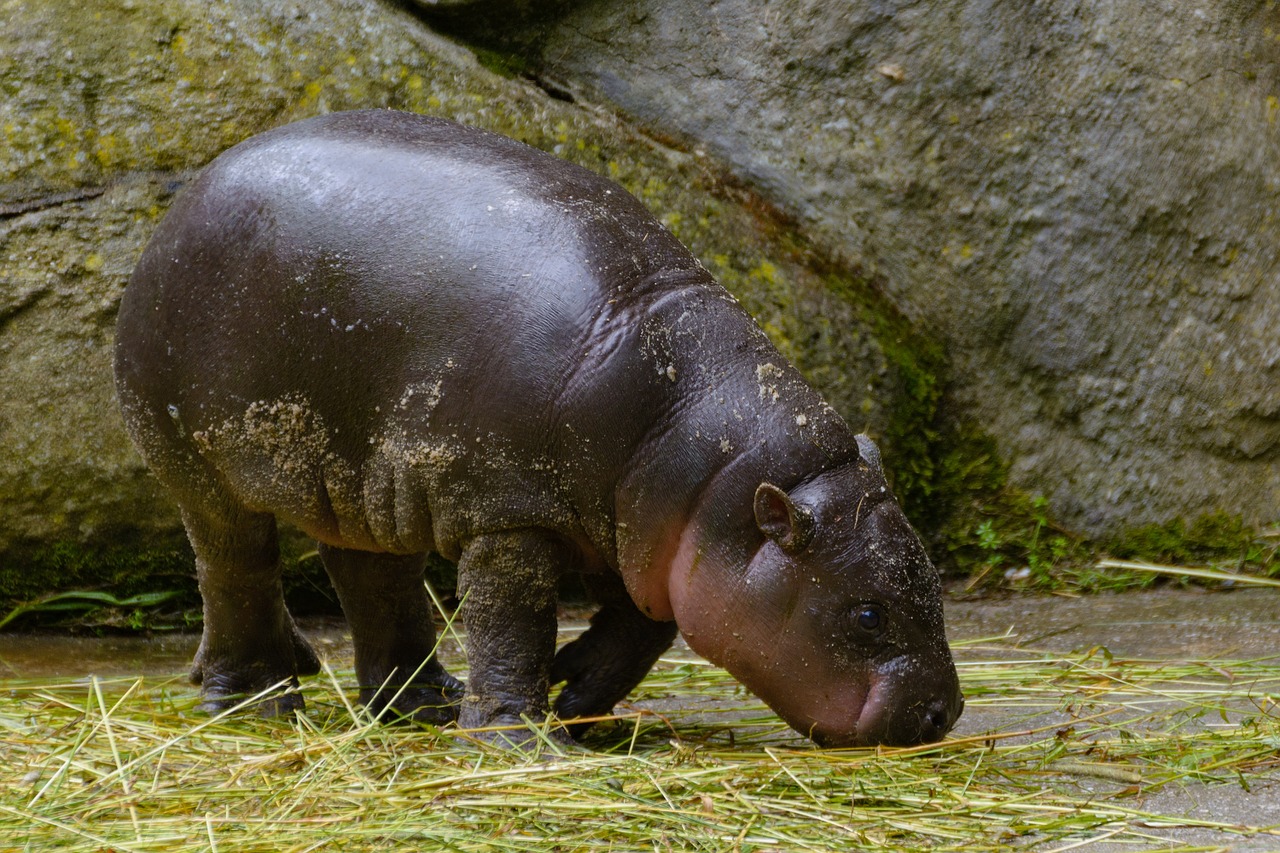 hippopotamus baby zoo free photo