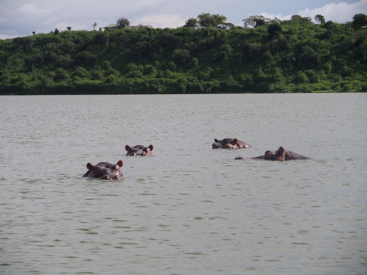hippopotamus wild africa free photo