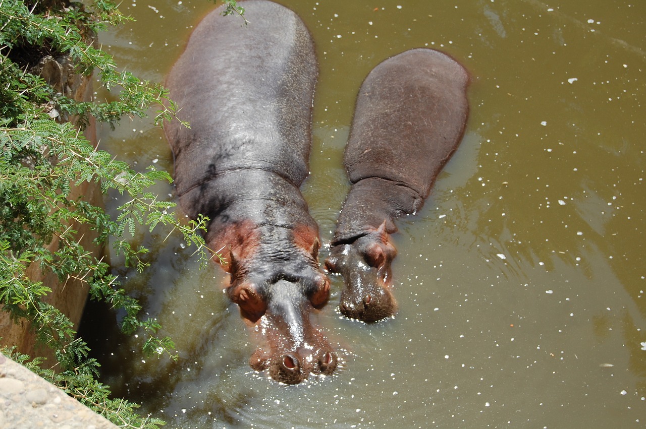 hippopotamus africa lake free photo