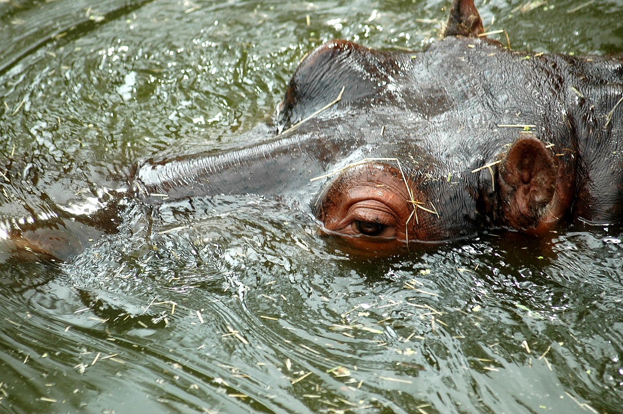 hippopotamus hippo water free photo