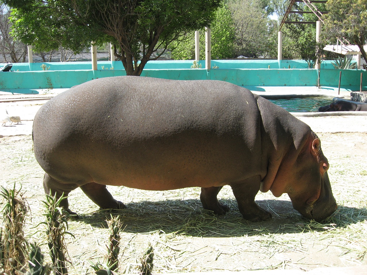 hippopotamus zoo wameroo free photo