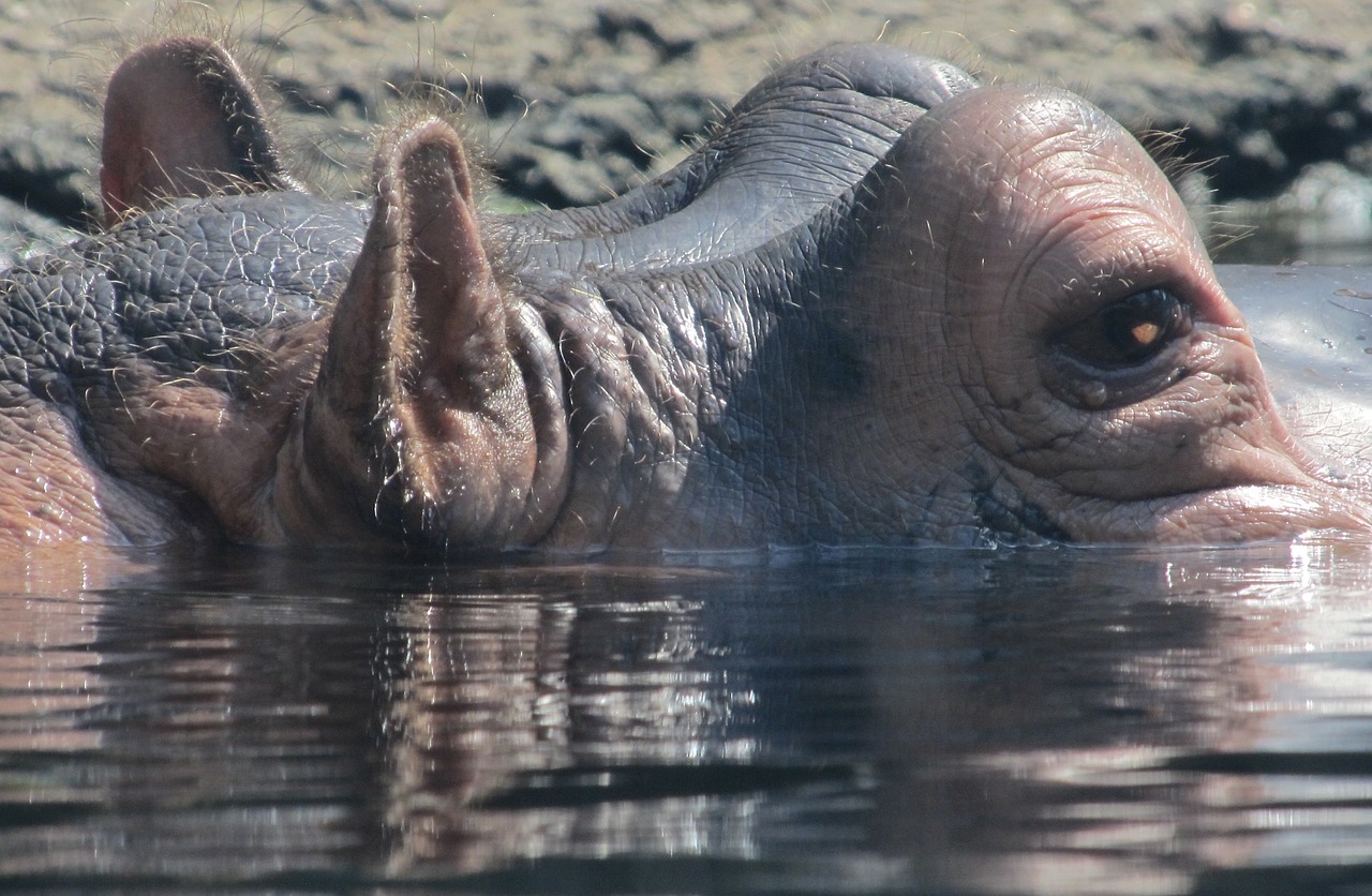 hippopotamus hippo portrait free photo