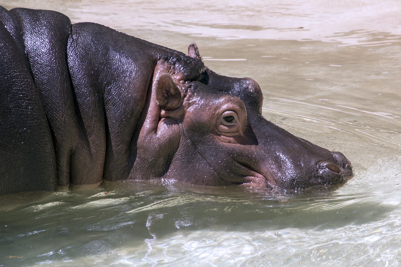 hippopotamus animal hippo free photo