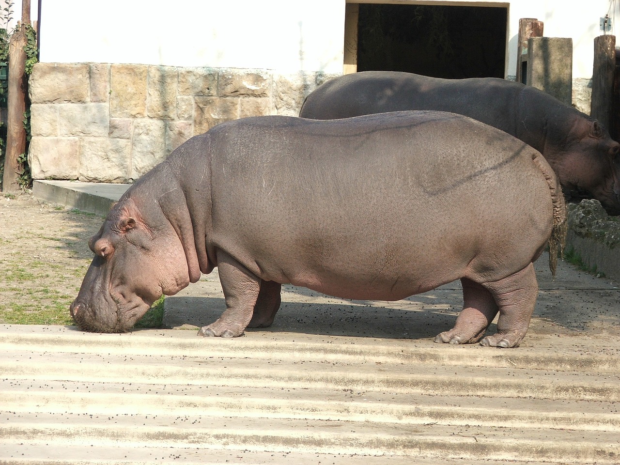 hippopotamus zoo budapest free photo