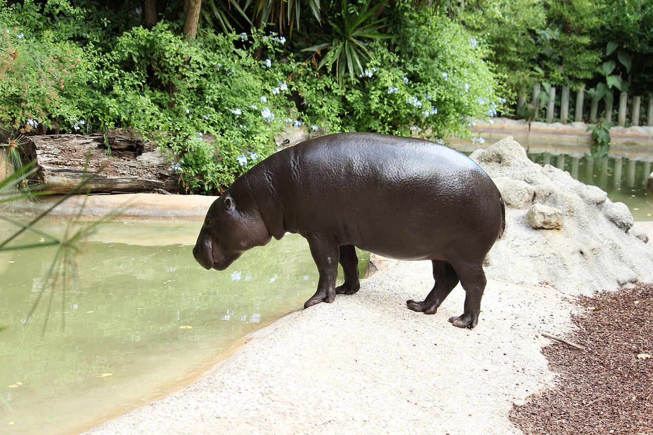 hippopotamus wildlife large free photo