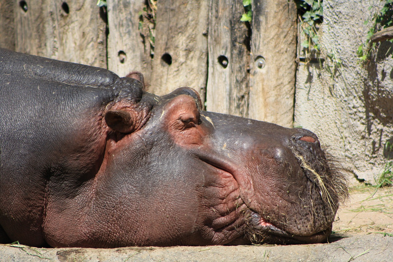 hippopotamus nature hippo free photo