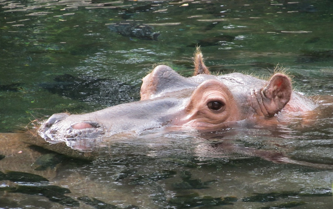 hippopotamus hippo portrait free photo