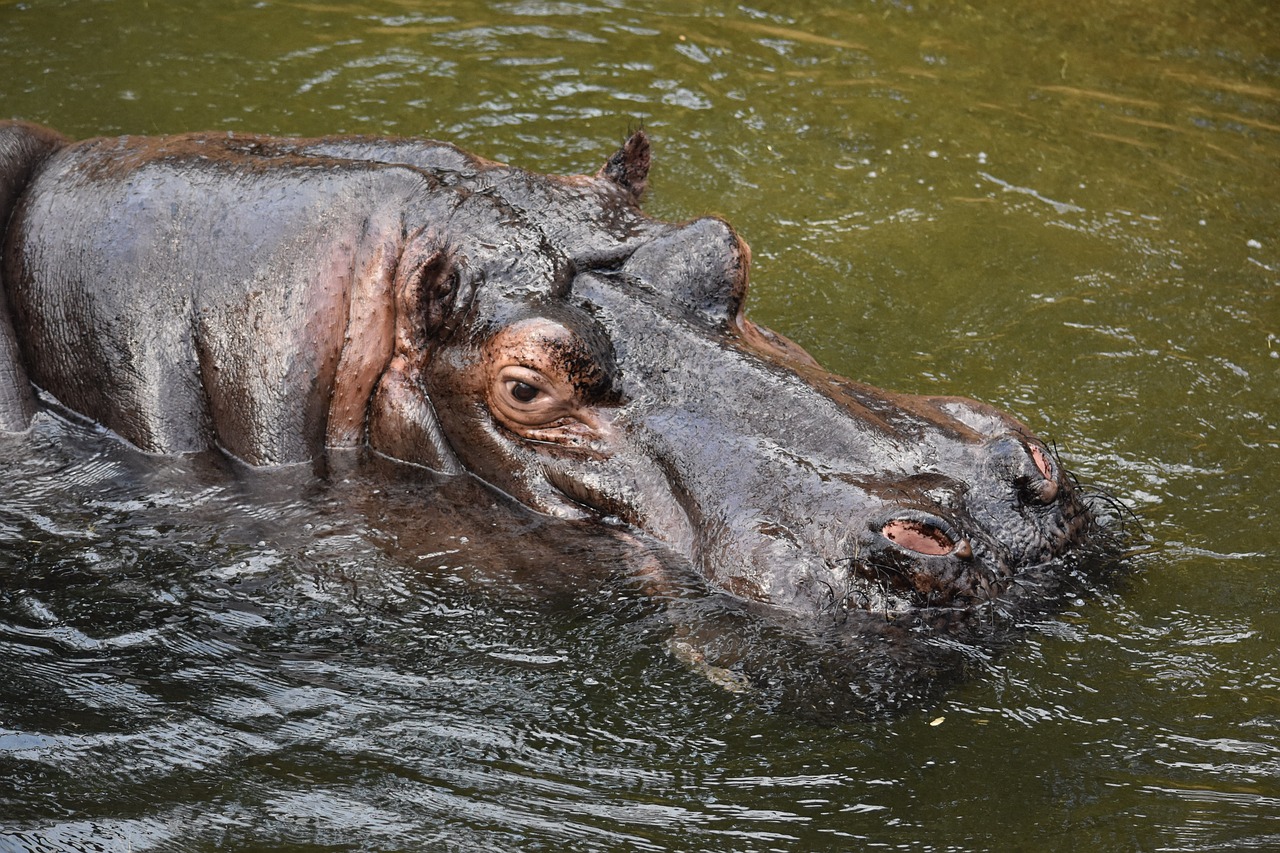 hippopotamus hippo mammal free photo
