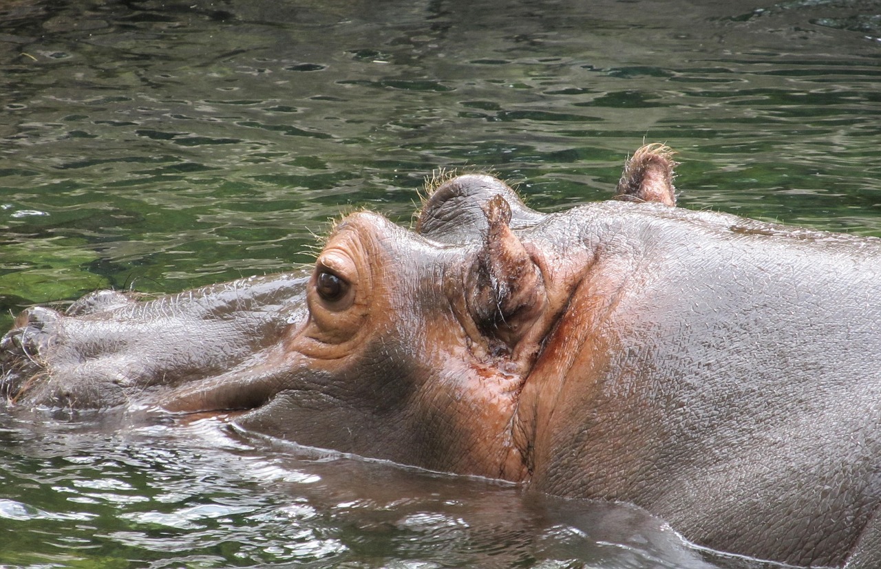 hippopotamus hippo portrait free photo