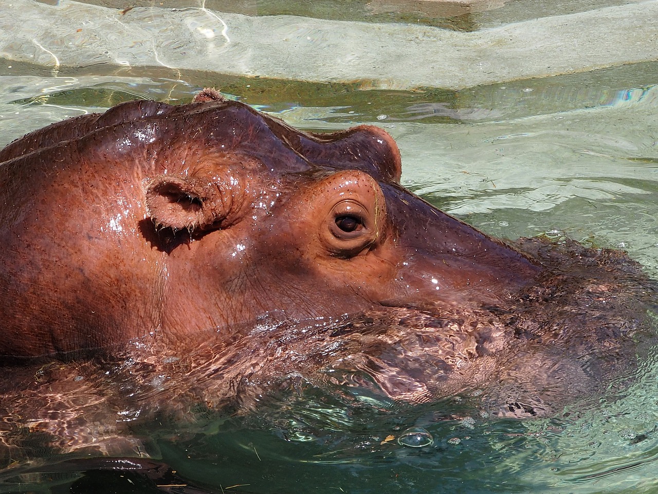 hippopotamus water close free photo