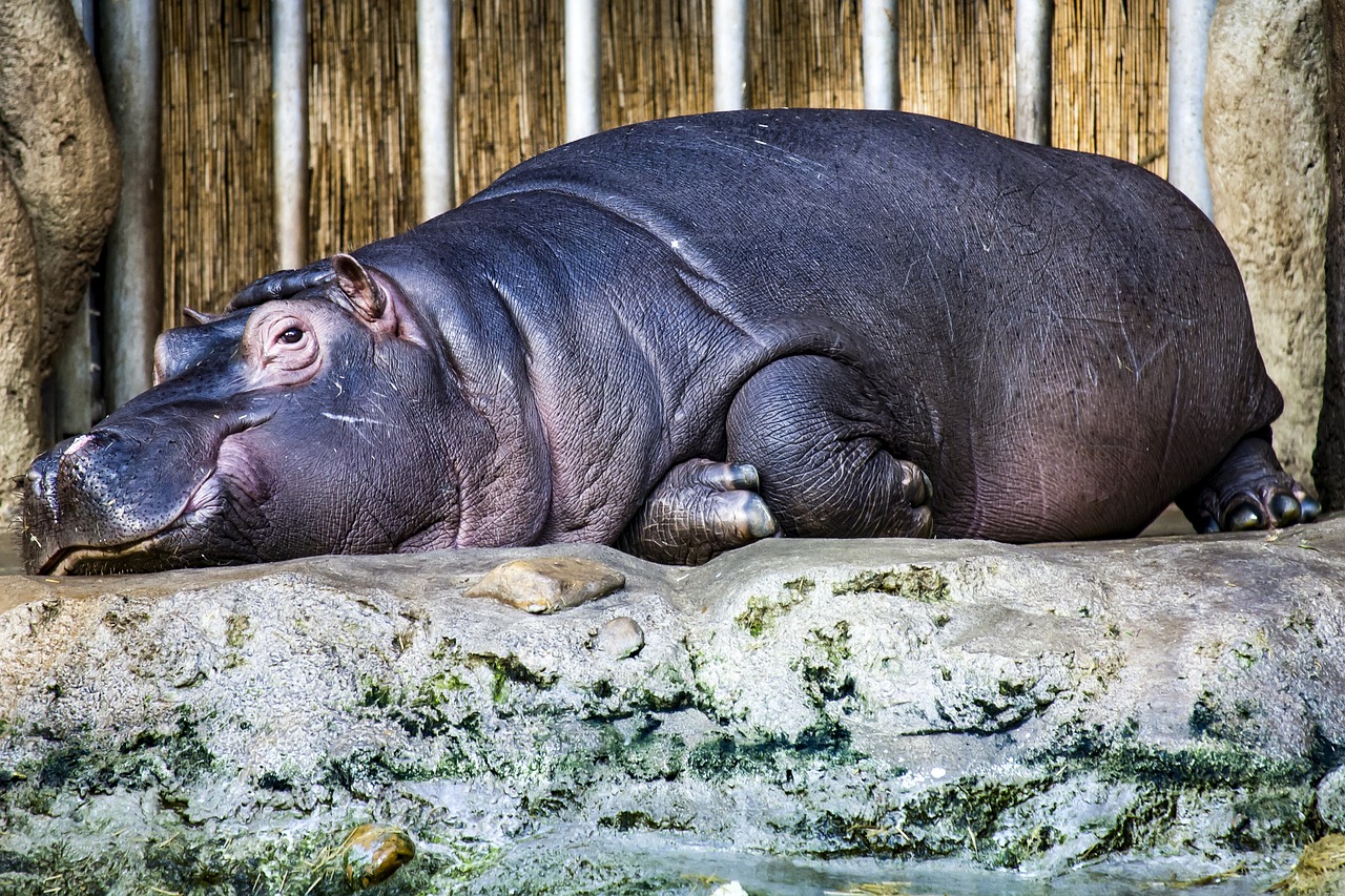 hippopotamus hippo lazy free photo