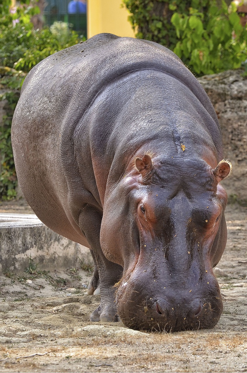 hippopotamus hippo zoo free photo