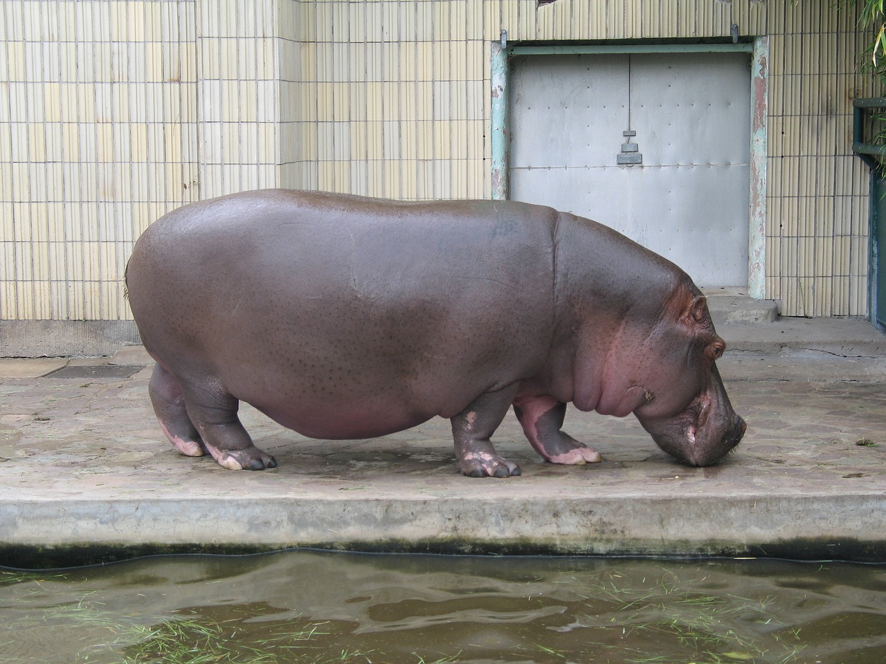 hippopotamus zoo hippo free photo