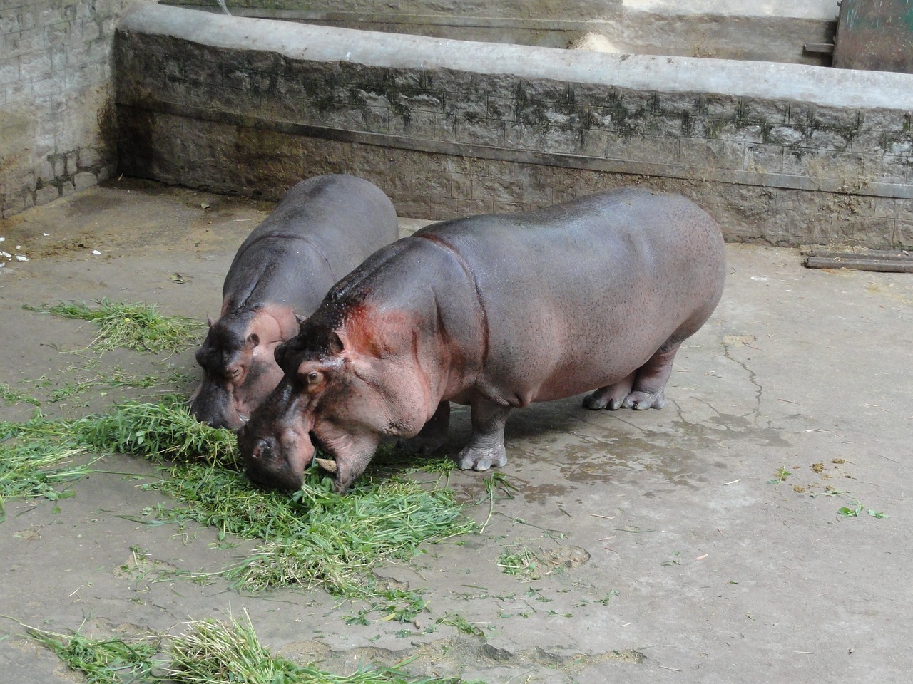 hippopotamus zoo hippo free photo