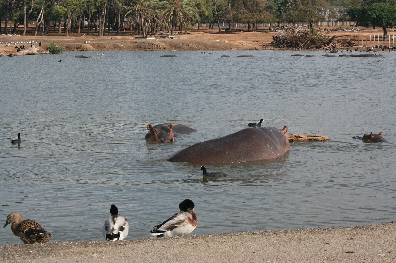 hippopotamus lake duck free photo