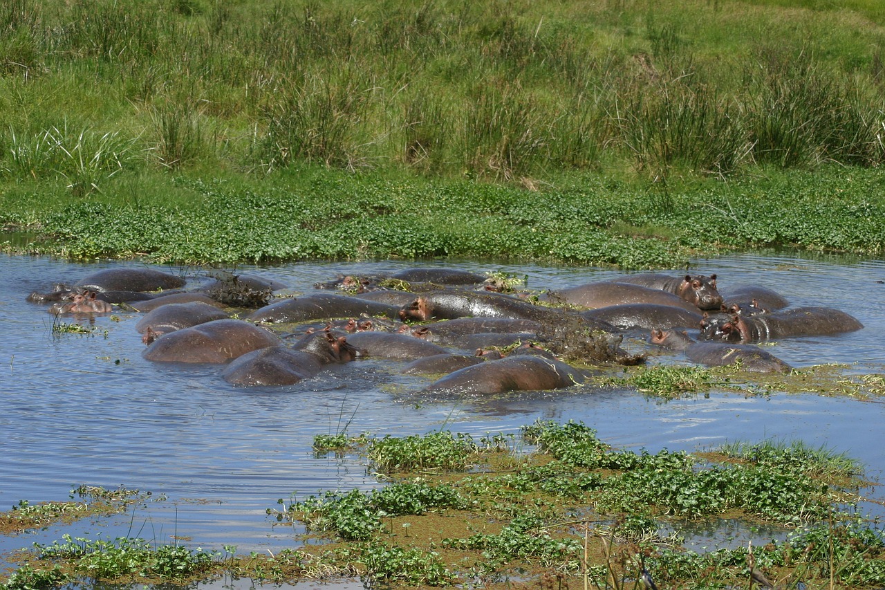 hippopotamus tanzania ngorongoro free photo