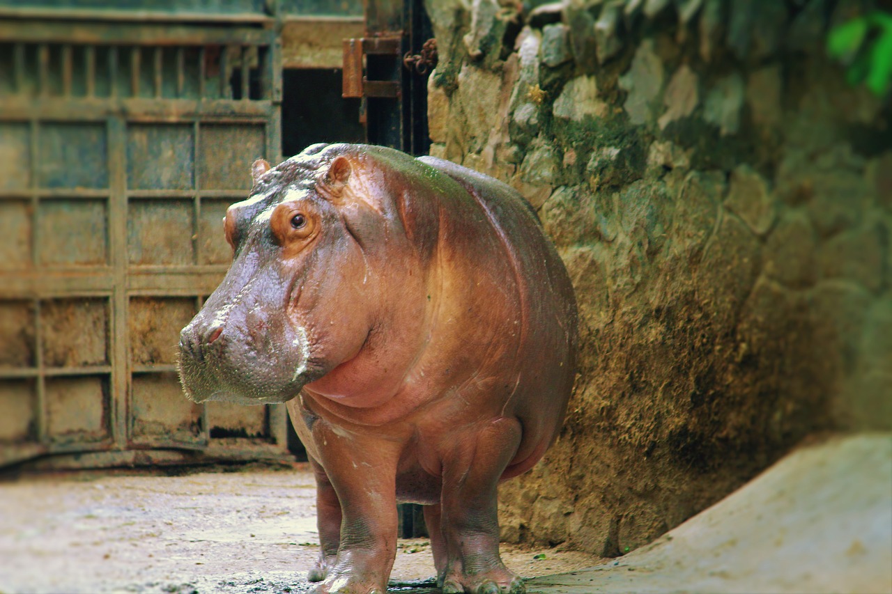 hippopotamus animal zoo free photo