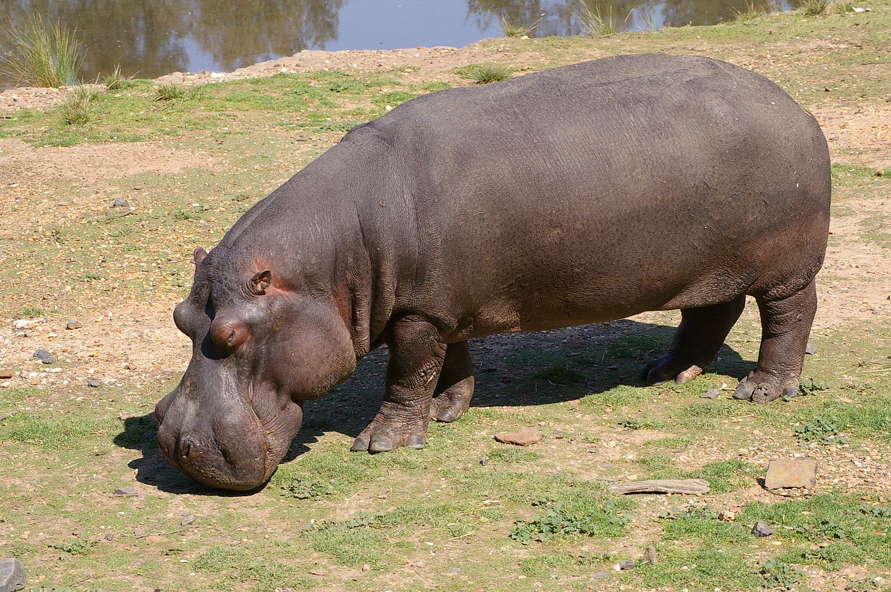 hippopotamus hippo zoo free photo