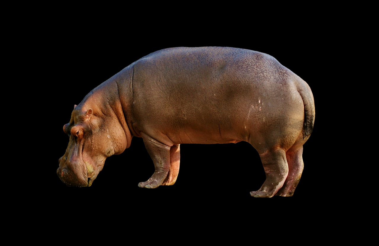 hippopotamus hippo mammal free photo