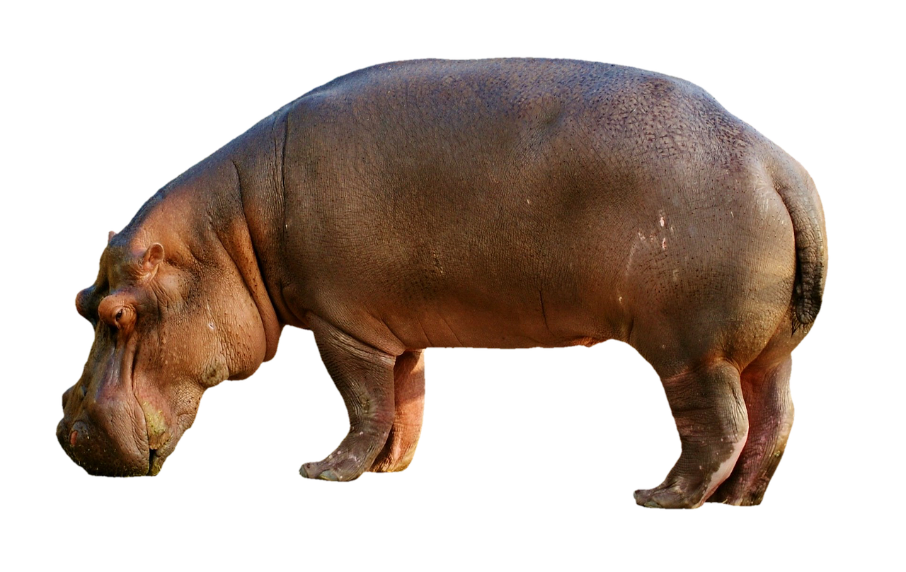 hippopotamus hippo mammal free photo