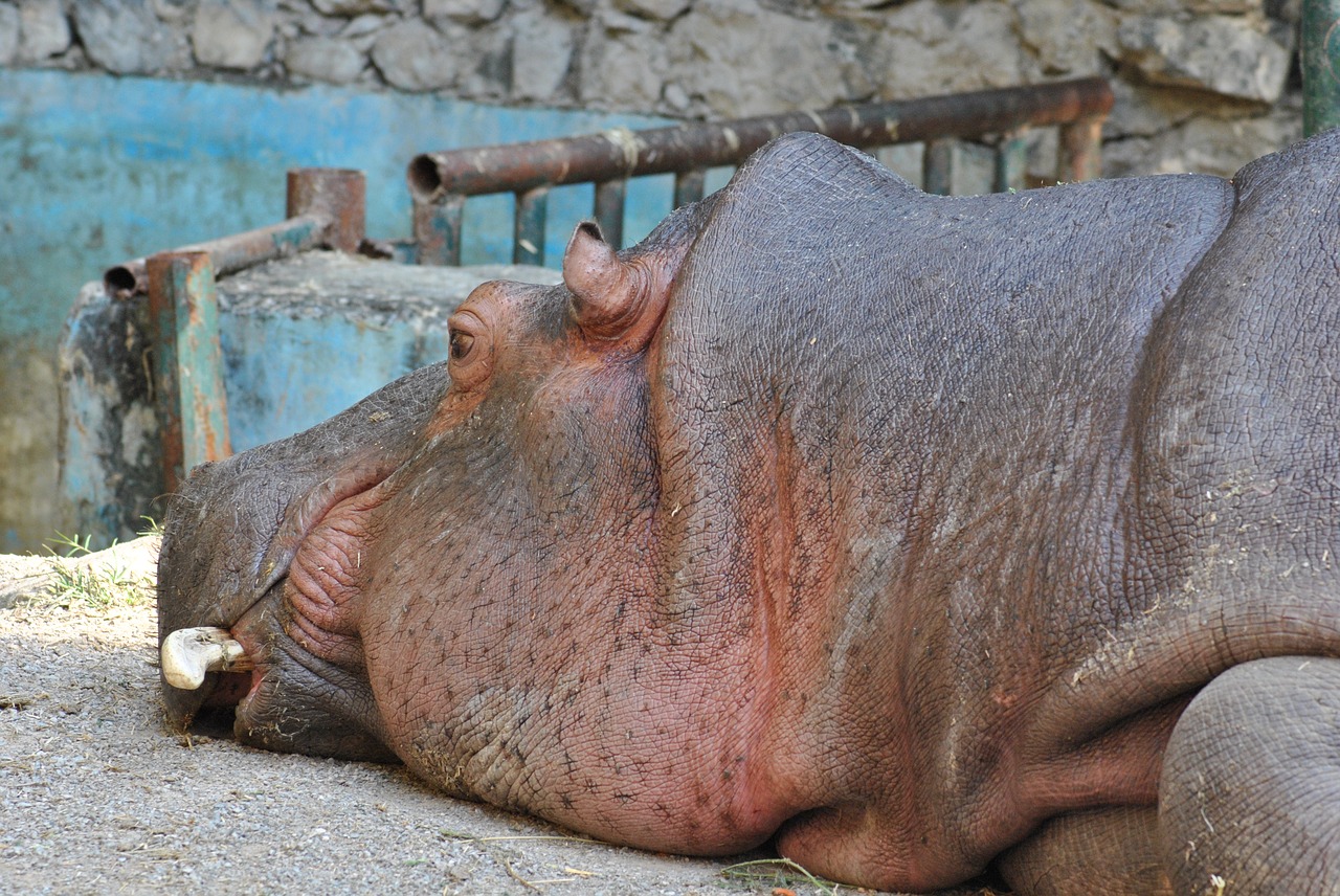 hippopotamus animal nature free photo