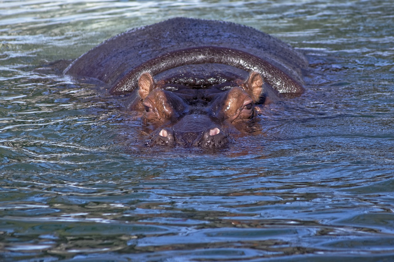 hippopotamus water wildlife free photo