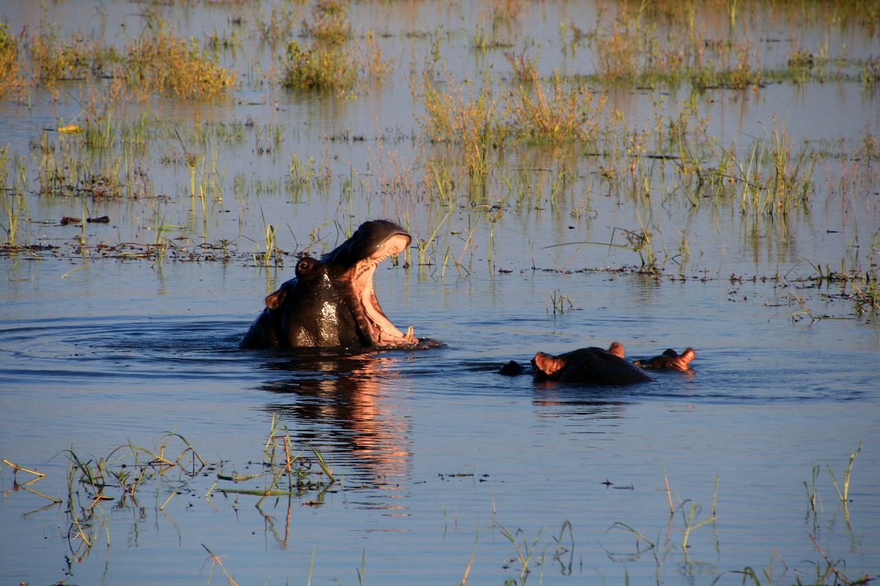hippopotamus hippo water free photo