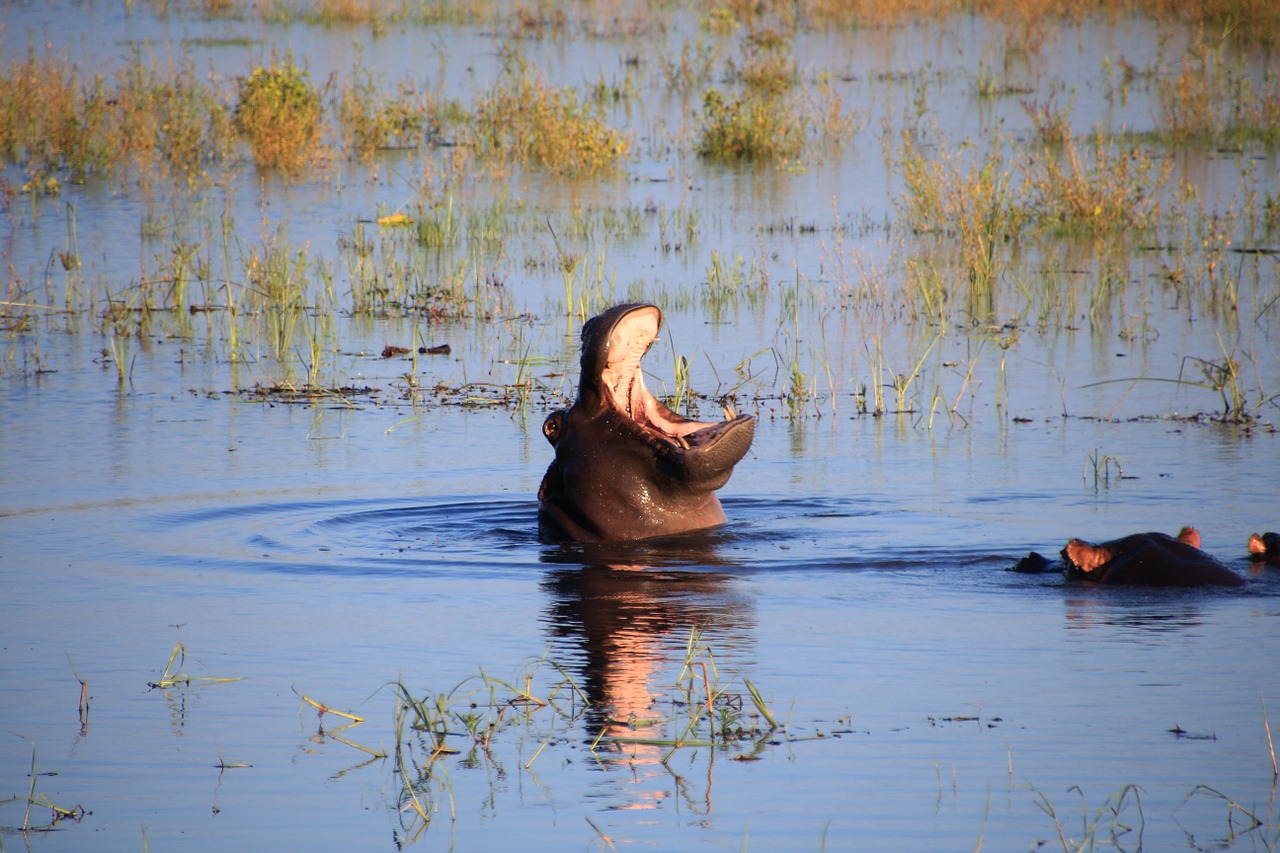hippopotamus hippo water free photo
