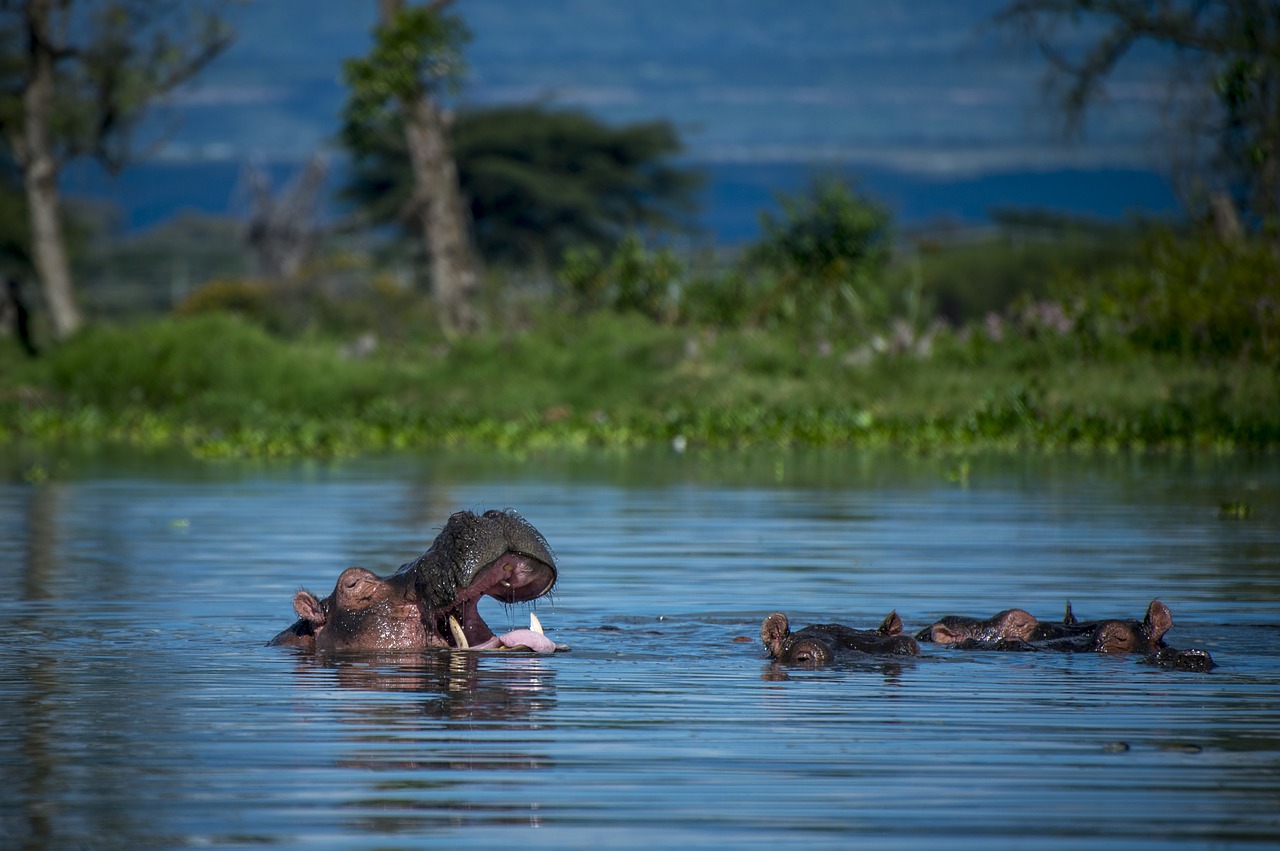 hippopotamus  africa  safari free photo