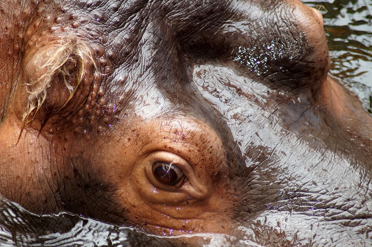 hippopotamus  hippo  eye free photo